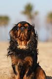 KING CHARLES SPANIEL 032